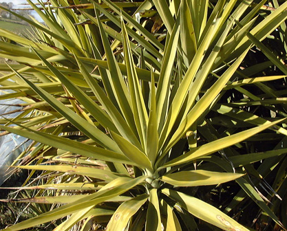 Pépinière Palmaris Yucca guatemalensis 