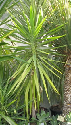 Pépinière Palmaris Yucca guatemalensis 