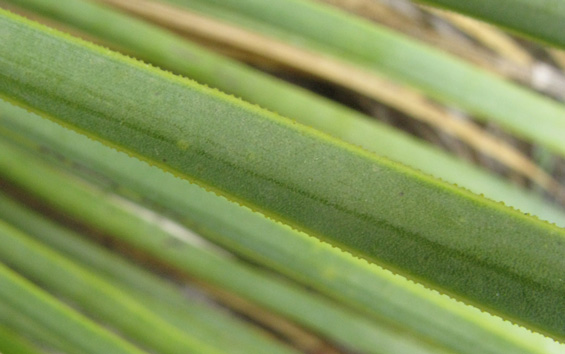 Pépinière Palmaris Yucca linearifolia