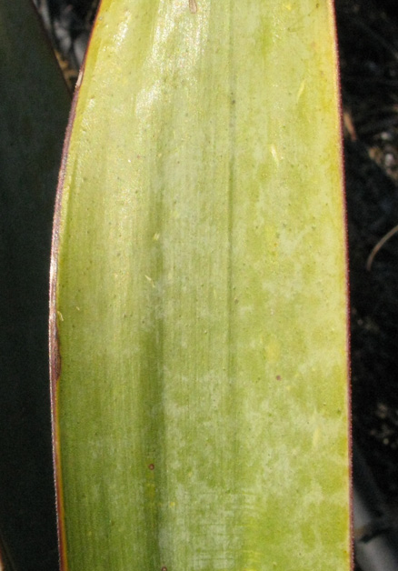 Pépinière Palmaris Yucca pallida