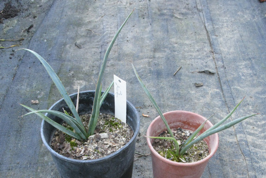 Pépinière Palmaris Yucca potosina