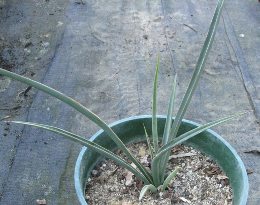 Pépinière Palmaris Yucca potosina