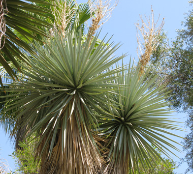 Pépinière Palmaris Yucca rigida Nice