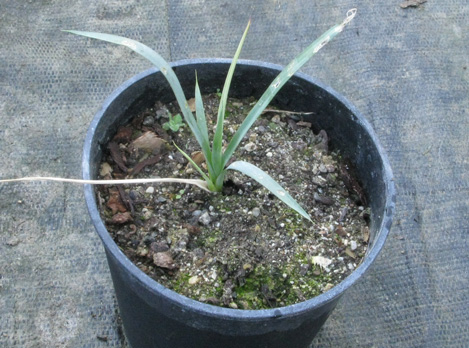 Pépinière Palmaris Yucca rigida