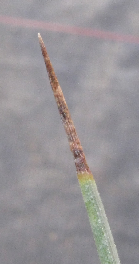 Pépinière Palmaris Yucca rigida