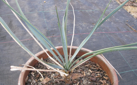 Pépinière Palmaris Yucca rigida