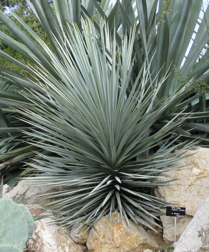 Pépinière Palmaris Yucca rigida Nice