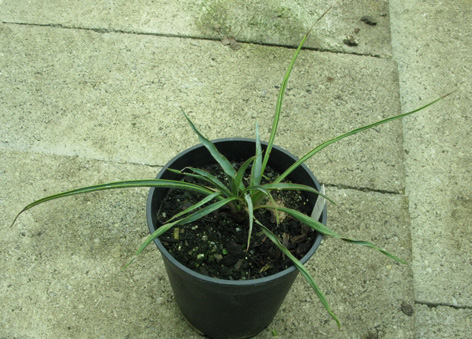 Pépinière Palmaris Yucca rupicola 