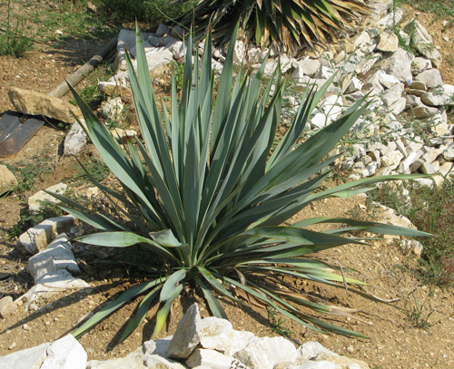 Pépinière Palmaris Yucca rupicola Cactuseraie