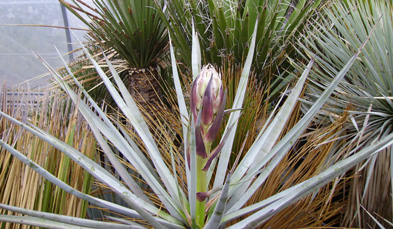 Pépinière Palmaris Yucca schidigera