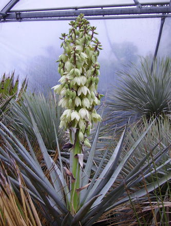 Pépinière Palmaris Yucca schidigera