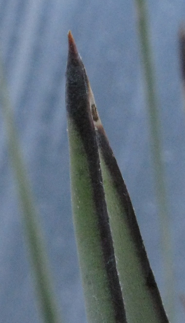 Pépinière Palmaris Yucca schidigera