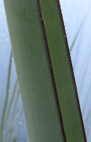 Pépinière Palmaris Yucca schidigera