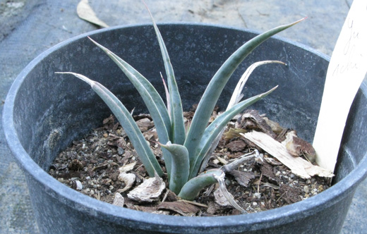 Pépinière Palmaris Yucca schidigera