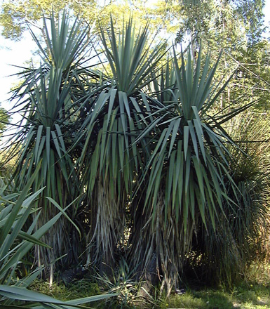 Pépinière Palmaris Yucca schottii