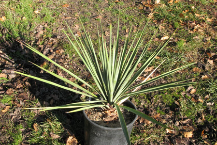 Pépinière Palmaris Yucca schottii