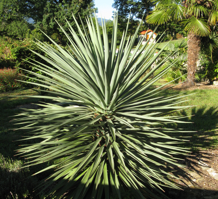 Pépinière Palmaris Yucca schottii Lespinet