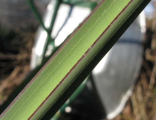 Pépinière Palmaris Yucca schottii