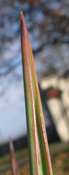 Pépinière Palmaris Yucca schottii