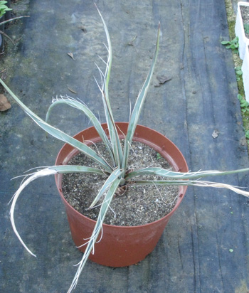 Pépinière Palmaris Yucca torreyi