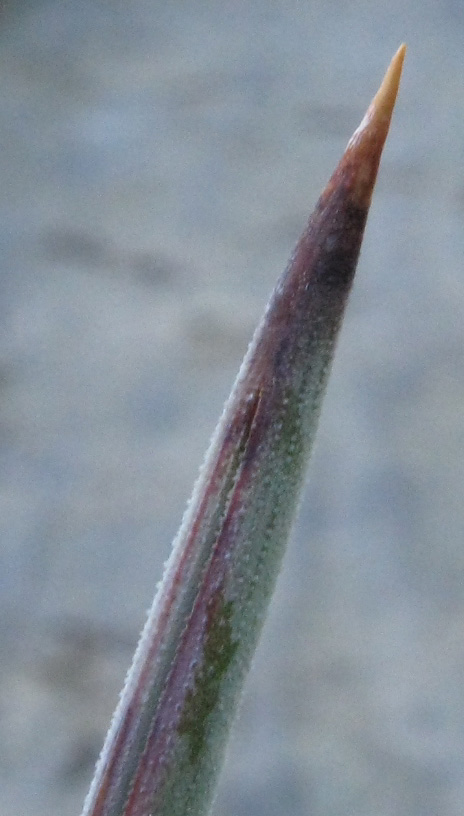 Pépinière Palmaris Yucca torreyi