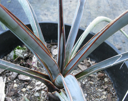 Pépinière Palmaris Yucca torreyi