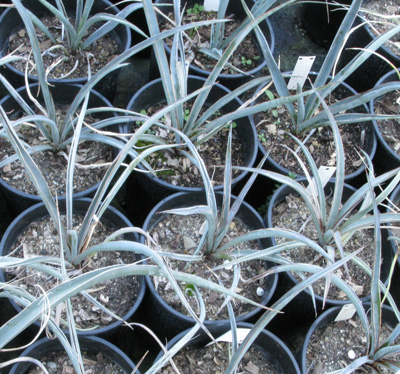 Pépinière Palmaris Yucca torreyi 