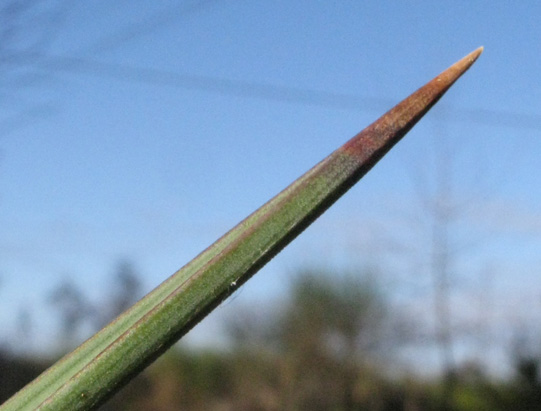 Pépinière Palmaris Yucca treculeana 