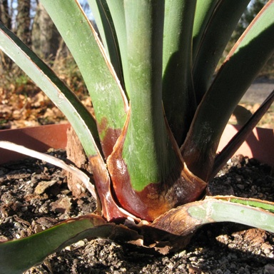 Pépinière Palmaris Yucca treculeana 