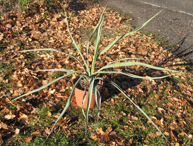 Pépinière Palmaris Yucca treculeana 