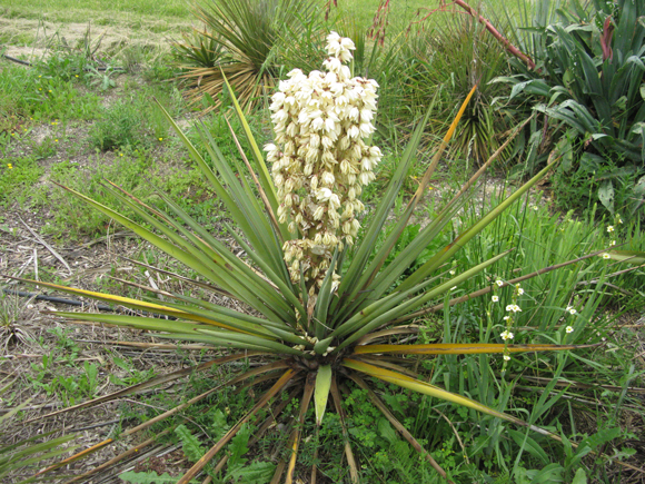 Pépinière Palmaris Yucca treculeana