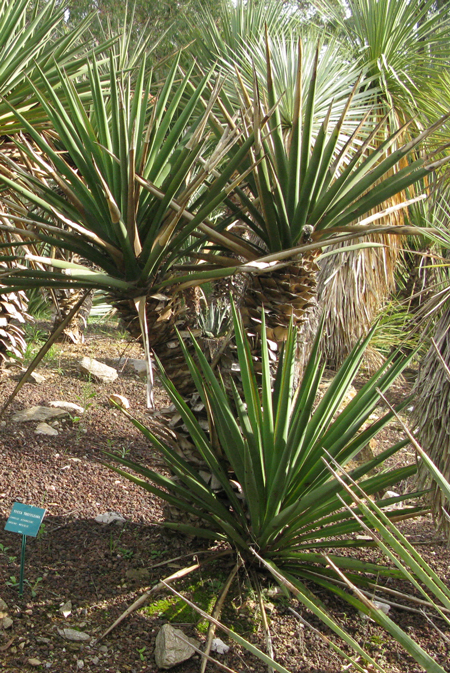 Pépinière Palmaris Yucca treculeana Lalonde
