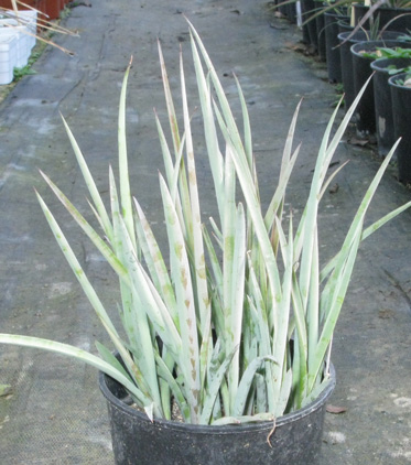 Pépinière Palmaris Yucca  valida