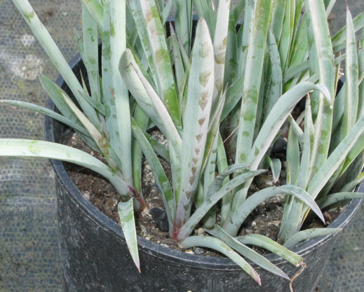 Pépinière Palmaris Yucca  valida