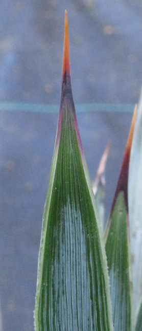 Pépinière Palmaris Yucca  whipplei 