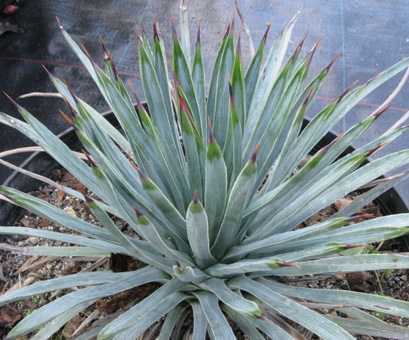 Pépinière Palmaris Yucca  whipplei 