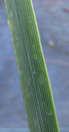 Pépinière Palmaris Yucca  whipplei 