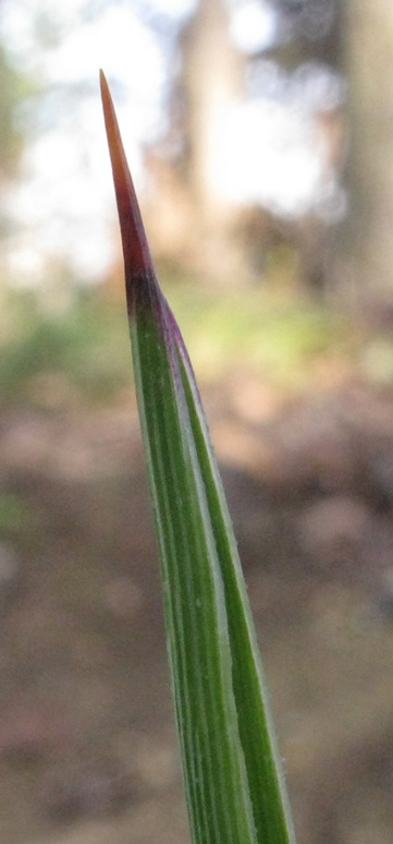 Pépinière Palmaris Yucca  whipplei 