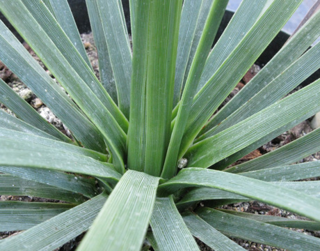 Pépinière Palmaris Yucca  whipplei 