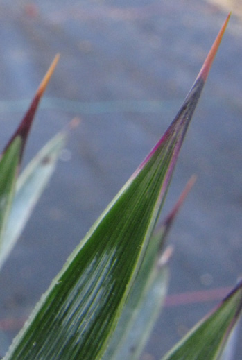 Pépinière Palmaris Yucca  whipplei 