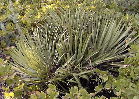 Pépinière Palmaris Yucca  whipplei falcata