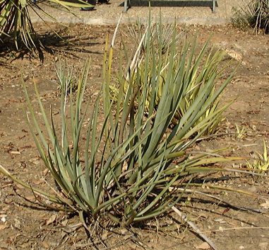 Pépinière Palmaris Yucca  whipplei  longifolia