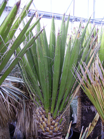 Pépinière Palmaris Yucca carnerosana 