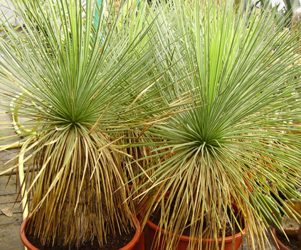 Pépinière Palmaris Yucca linearifolia