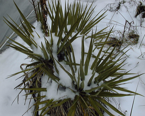 Pépinière Palmaris Yucca  gloriosa