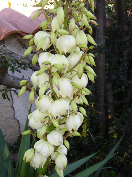 Pépinière Palmaris Yucca recurvifolia