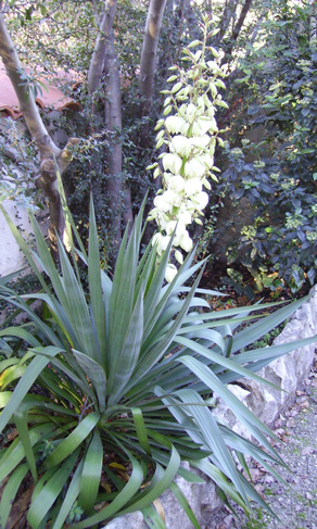 Pépinière Palmaris Yucca recurvifolia