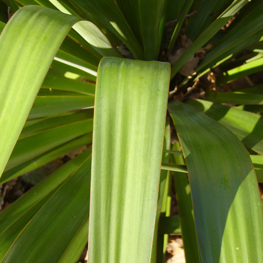 Pépinière Palmaris Yucca recurvifolia