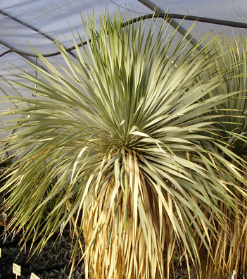 Pépinière Palmaris Yucca rostrata