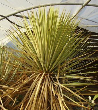 Pépinière Palmaris Yucca thompsoniana